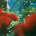 CD REZI ALTERNATIVE ROCK: PULLED APART BY HORSES