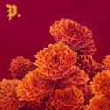 .rcn 232 CD REZI INDIE: PROPER - I SPENT THE WINTER WRITING SONGS ABOUT GETTING BETTER